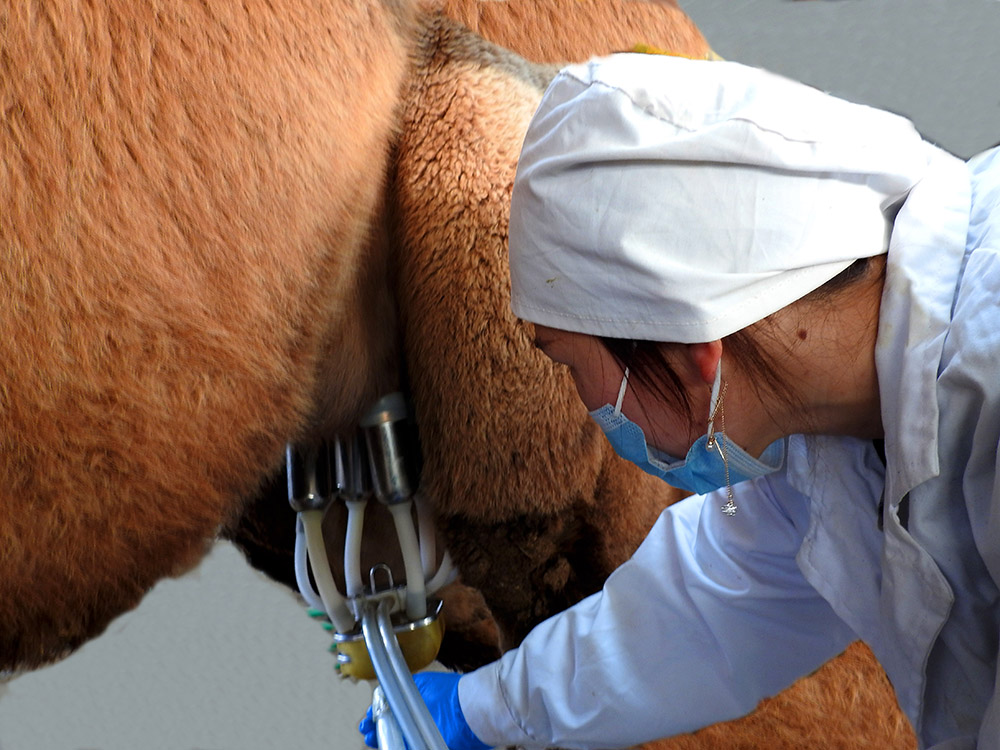 Stake(�й���)�ٷ���վ