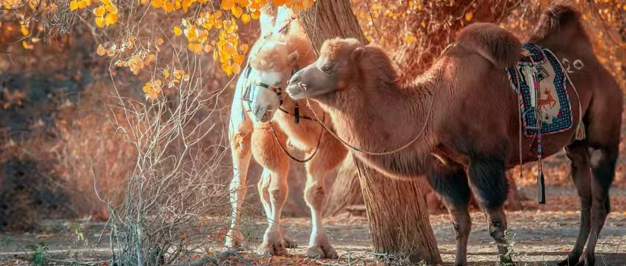 6378554141913981004523987.jpg Stake(ÖйúÇø)¹Ù·½ÍøÕ¾